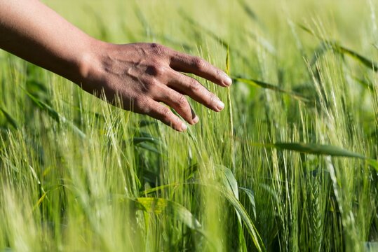 Woman Hand Touching Wheat on the Field with Sunlight in Locarno, Switzerland.