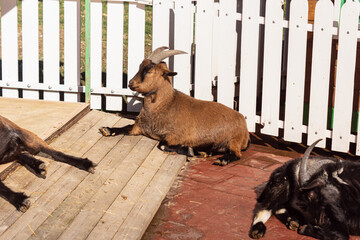Mountain goats in contact zoo. Natural. Goats in the enclosure