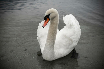 Beautiful Swan on the Water in Locarno, Switzerland.