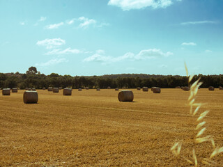 campo segado