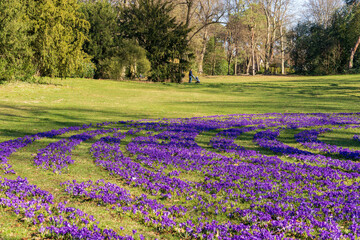 Krokusse im Südpark, Köln