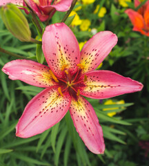 pink lily flower
