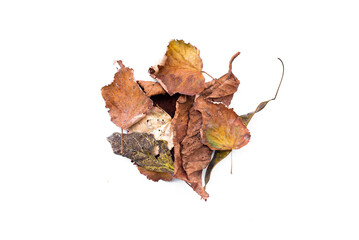 Dry fallen leaves isolated on the white background. Top view.