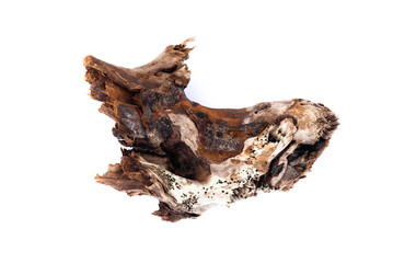 Tree wood knot isolated on the white background.