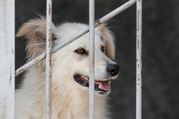 A white sad dog in an aviary in a shelter for homeless animals. A sad animal behind the bars of the cage.