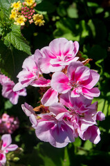 Obraz premium pink and white flowers