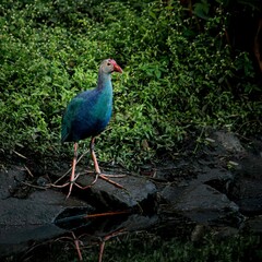 Grey headed Swamphen bird. Beautiful wall mounting of Swamphen bird. seasonal greetings. Bird...