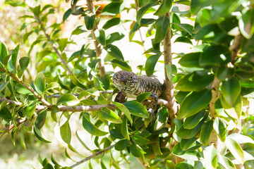 Exotische Echse im Baum