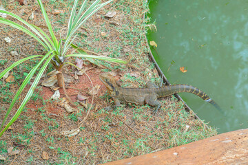 Wasserdrache im Gehege