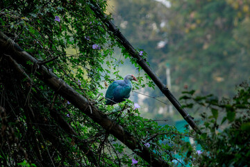 Grey headed Swamphen bird. Beautiful wall mounting of Swamphen bird. seasonal greetings. Bird...
