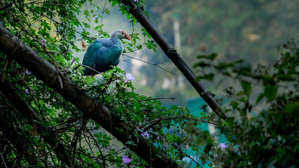Grey headed Swamphen bird. Beautiful wall mounting of Swamphen bird. seasonal greetings. Bird...