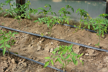 Greenhouse with drip irrigation when growing tomatoes