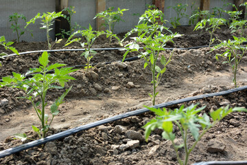 Greenhouse with drip irrigation when growing tomatoes