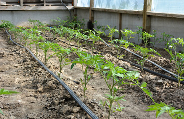 Greenhouse with drip irrigation when growing tomatoes