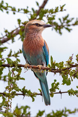 Gabelracke