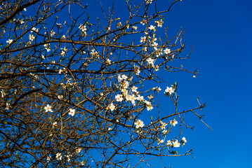 DATCA, TURKEY: Almond trees blooming in orchard against blue.