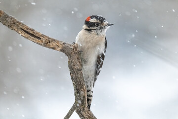 Pic mineur perch&eacute; sur fond de neige