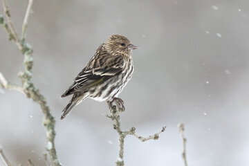 Tarin des pins perch&eacute;