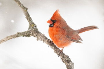 Cardinal rouge juch&eacute;