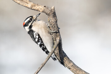 Pic mineur perch&eacute;