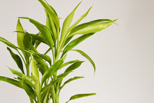 lucky bamboo green foliage, also known as Dracaena sanderiana in high definition