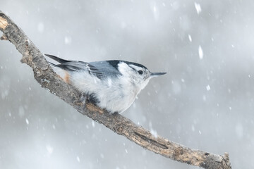 Sittelle à poitrine blanche perché sur fond de neige