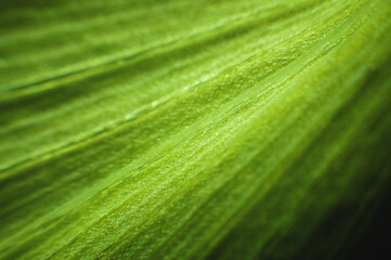 A close-up of a green leaf of a plant in macro photography showing the cells and structure of the...