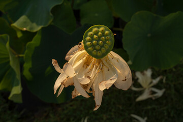 Flora. Closeup view of a withered Xin Jin Xia lotus flower of white petals growing in the pond. The...