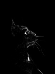 The Black Cat