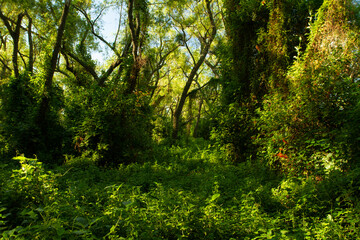 Fototapeta na wymiar The green forest with a beautiful light. Beautiful lush vegetation texture and pattern. 