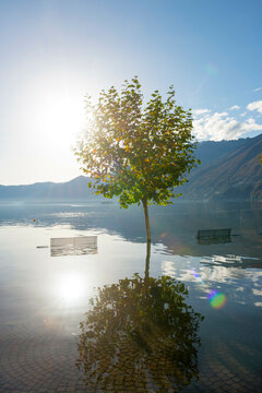 Flooding Alpine Lake Maggiore with a Tree and a Bench in a Sunny Day with Mountain in Ascona, Switzerland.