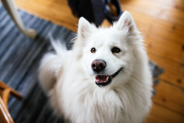 portrait of a happy Samoyed dog