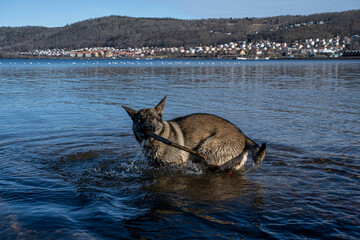 A young happy German Shepherd plays with a stick in a lake. A beautiful blue lake and mountains in the background
