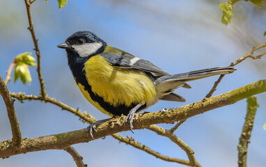 great tit (Parus major) bird on branch