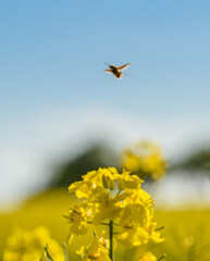 large bee-fly, dark-edged bee-fly or greater bee fly (Bombylius major) in flight over rape field