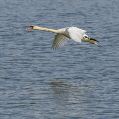 white swan in flight over water