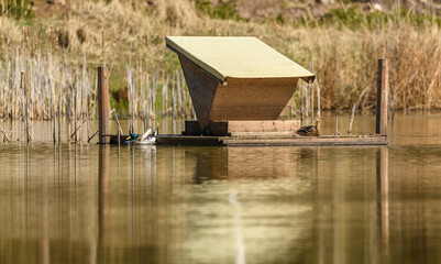 Naklejka premium wild duck (anas platyrhynchos) pair at duck platform in water