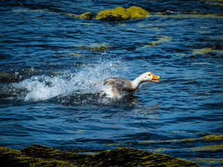 Endemic flightless Falkland steamer Duck (Tachyeres brachypterus) on Carcass Island, Falkland Islands
