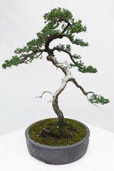 Bonsaibaum