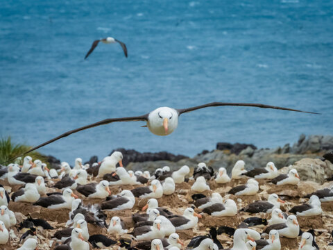 Incoming, Black-browed Albatross (Thalassarche melanophris) on Steeple Jason Island, Falkland Islands