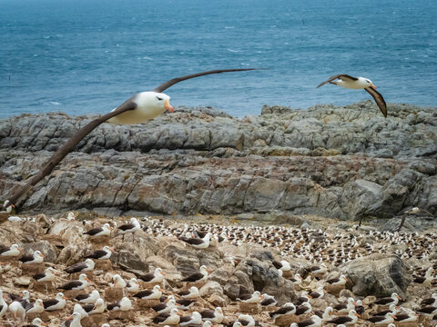Black-browed Albatross (Thalassarche melanophris) on Steeple Jason Island, Falkland Islands