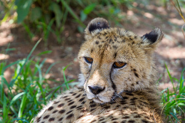 Gepard