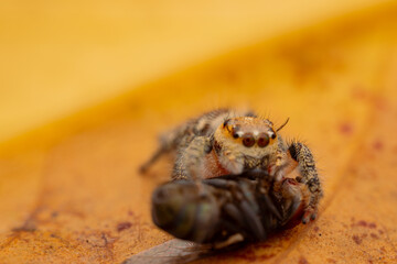 jumping spider is eating flies.
photo macro jumping spider eating flies
on a yellow background