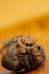 jumping spider is eating flies.
photo macro jumping spider eating flies
on a yellow background