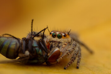 jumping spider is eating flies.
photo macro jumping spider eating flies
on a yellow background