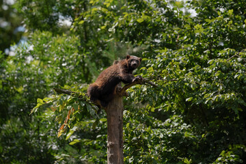 Wolverine aka wolverene - Gulo gulo - resting on top of dry tree, blurred forest background