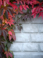 Vertical photo of leaves hanging from a climbing plant on a wall