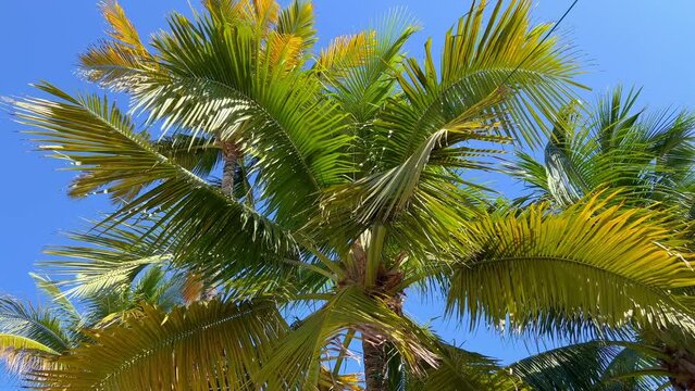 Amazing palm trees in the Carribean - travel photography