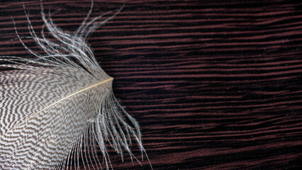 One white feather isolated on black wood