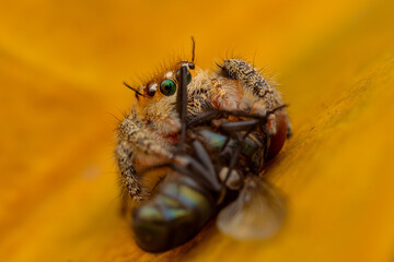 jumping spider is eating flies.
photo macro jumping spider eating flies
on a yellow background